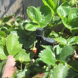 Water-conservation-irrigation