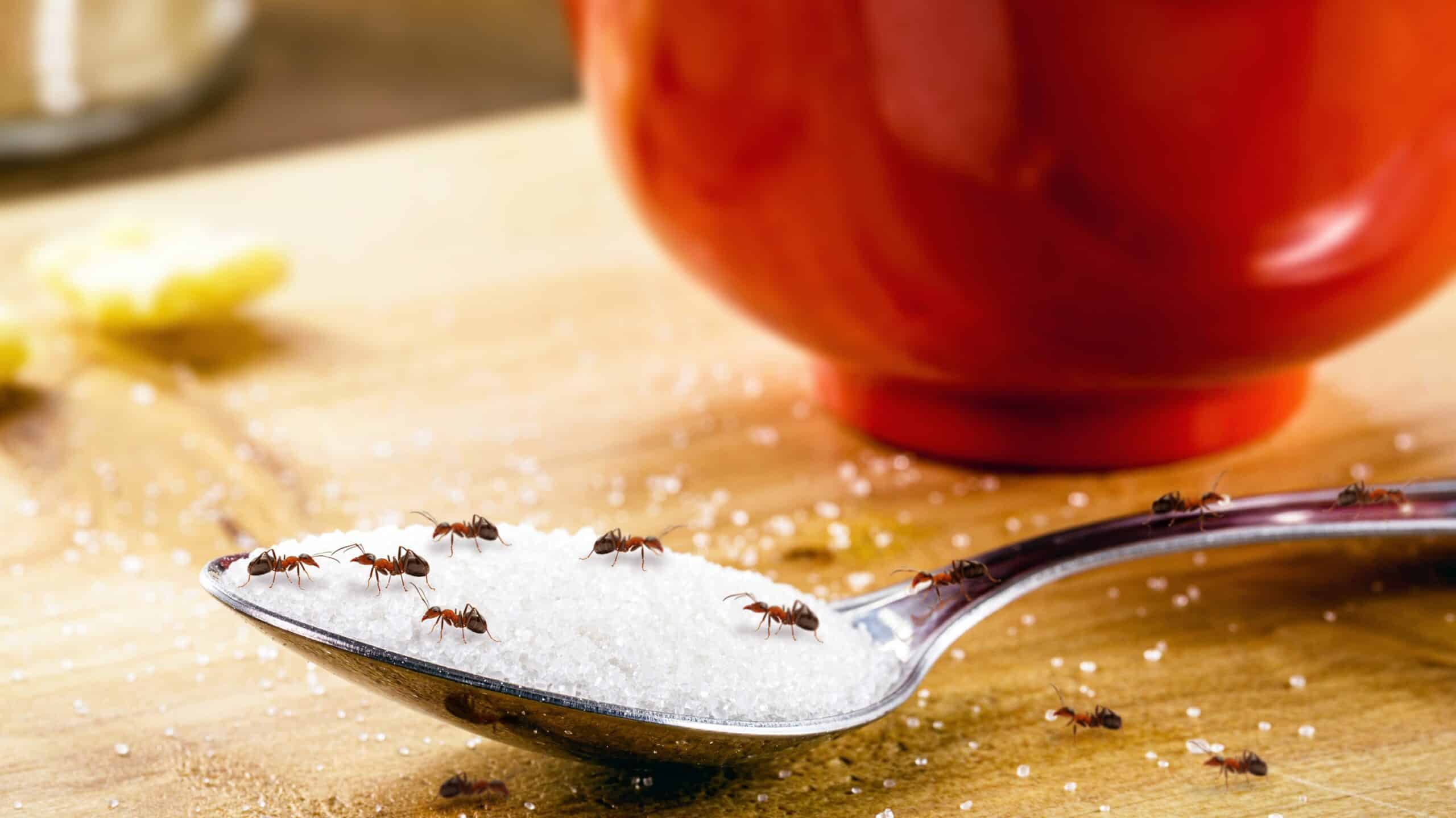 Ants on spoon with sugar.