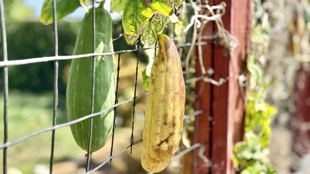 Loofah's growing on vine.