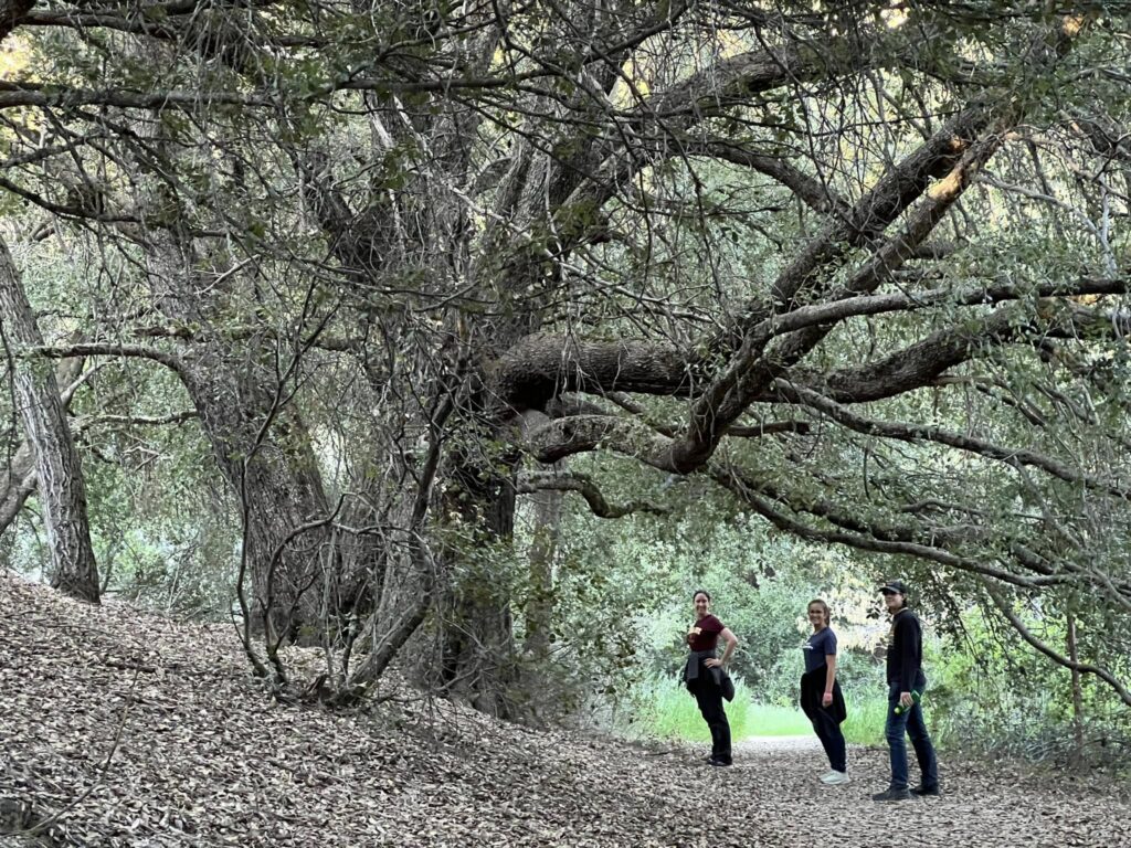 Lisa under large tree.