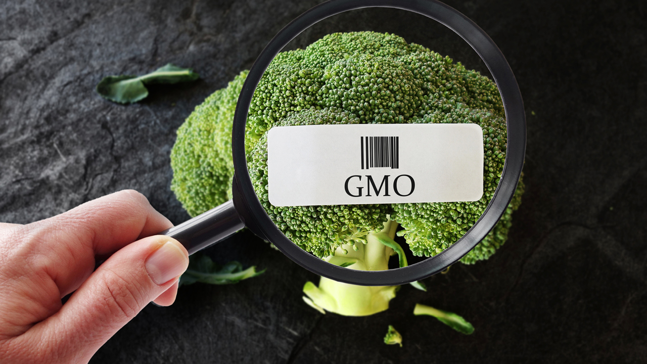 An Intro to Genetically Modified Food