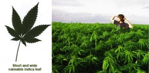 Marijuana leaf and field