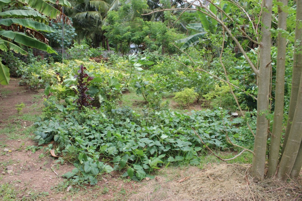 Dr Bronner Vegetable Garden. A Closer Look at Fair Trade