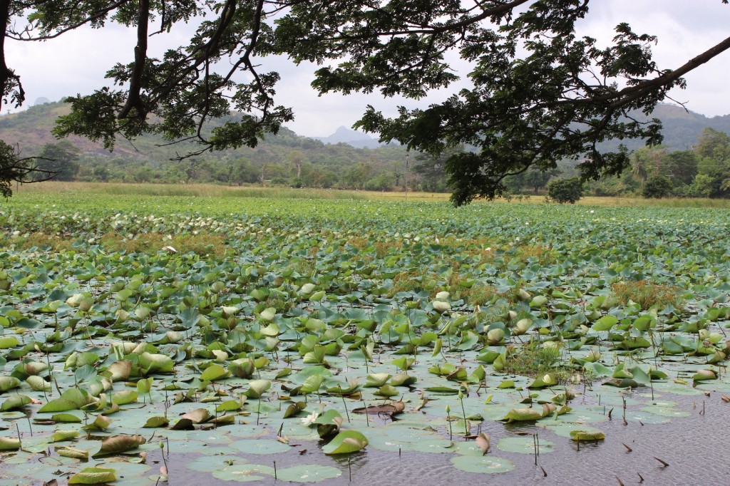tank infested with invasive water hyacinth