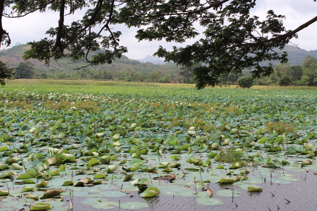 tank infested with invasive water hyacinth. Fair Trade’s Direct Community Benefit