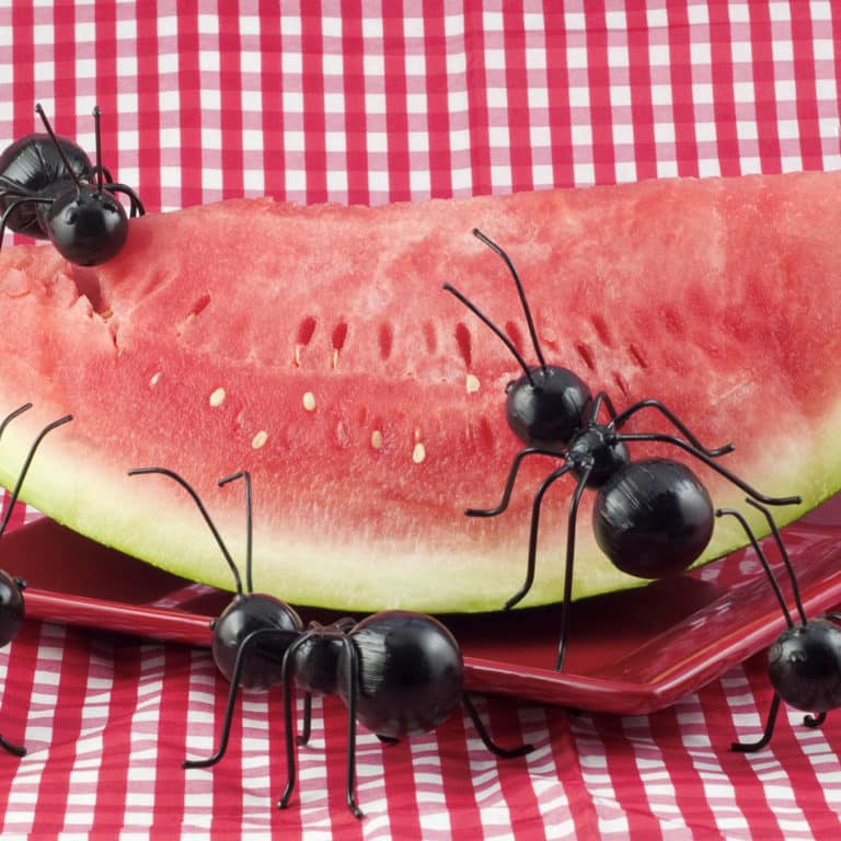 Black Ants Eating Watermelon Going Green with Lisa Bronner