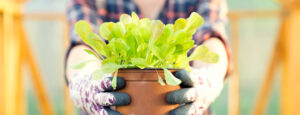 Person holding a pot with a green plant