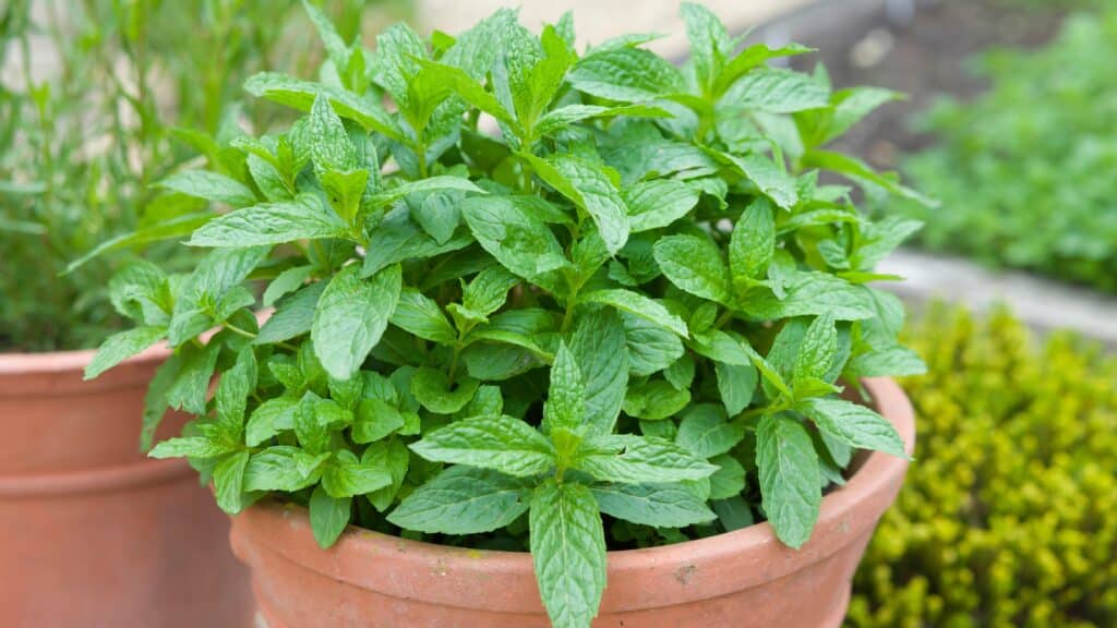 Plant pot full of mint.