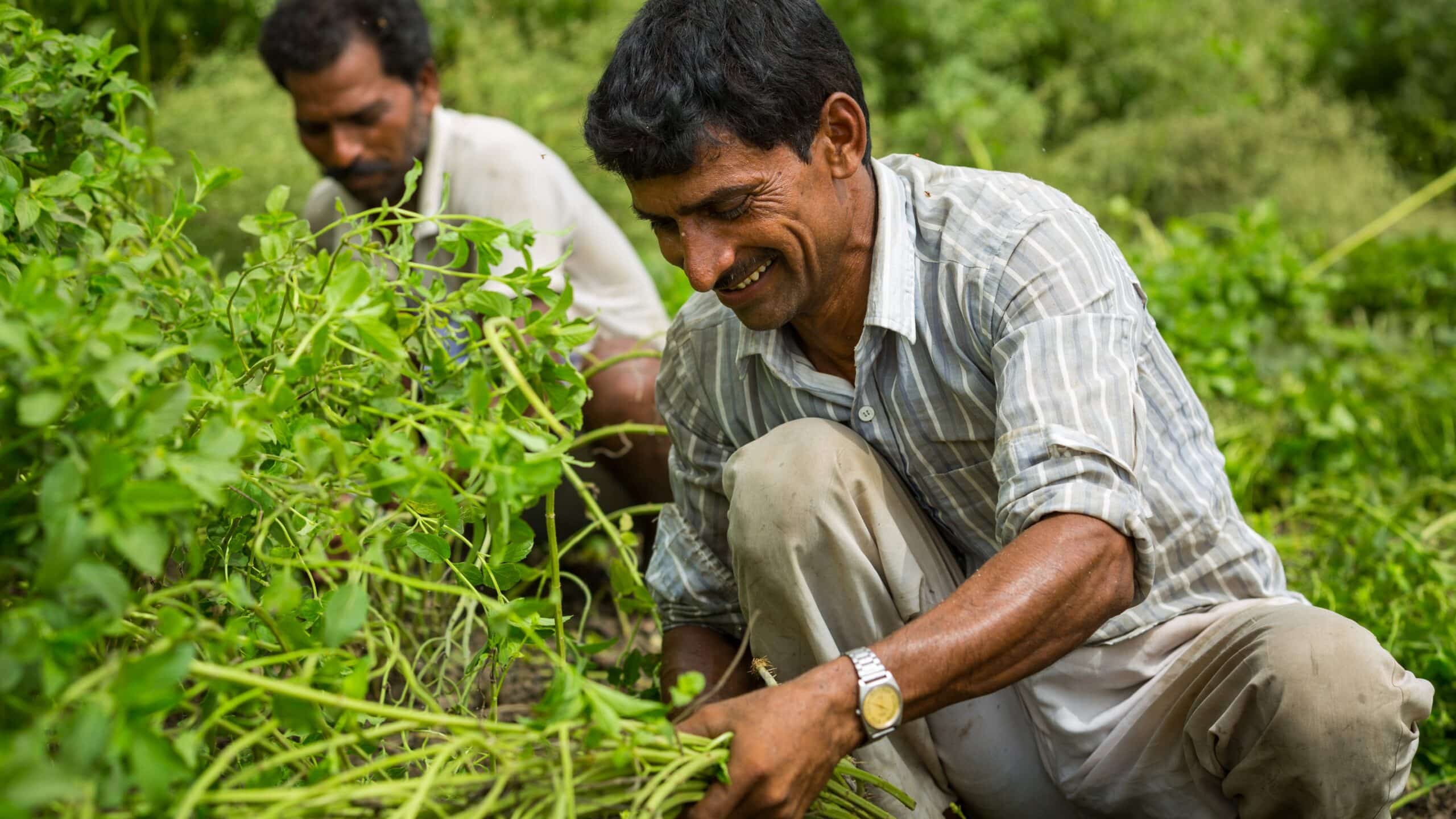 Farmer picking mint in the fields at Pavitramenthe in India.