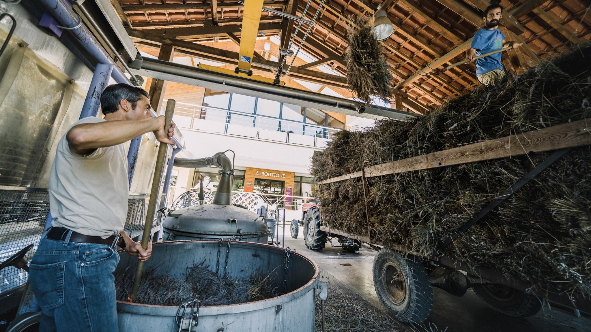 Workers putting lavender plants in distilling pots.