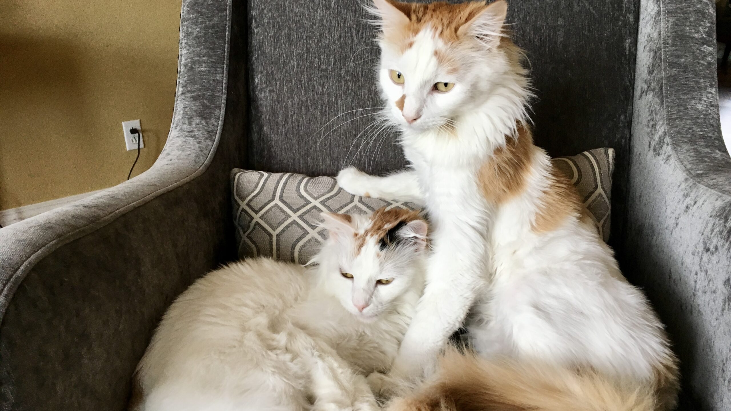 Lisa's cats sitting together in a chair.
