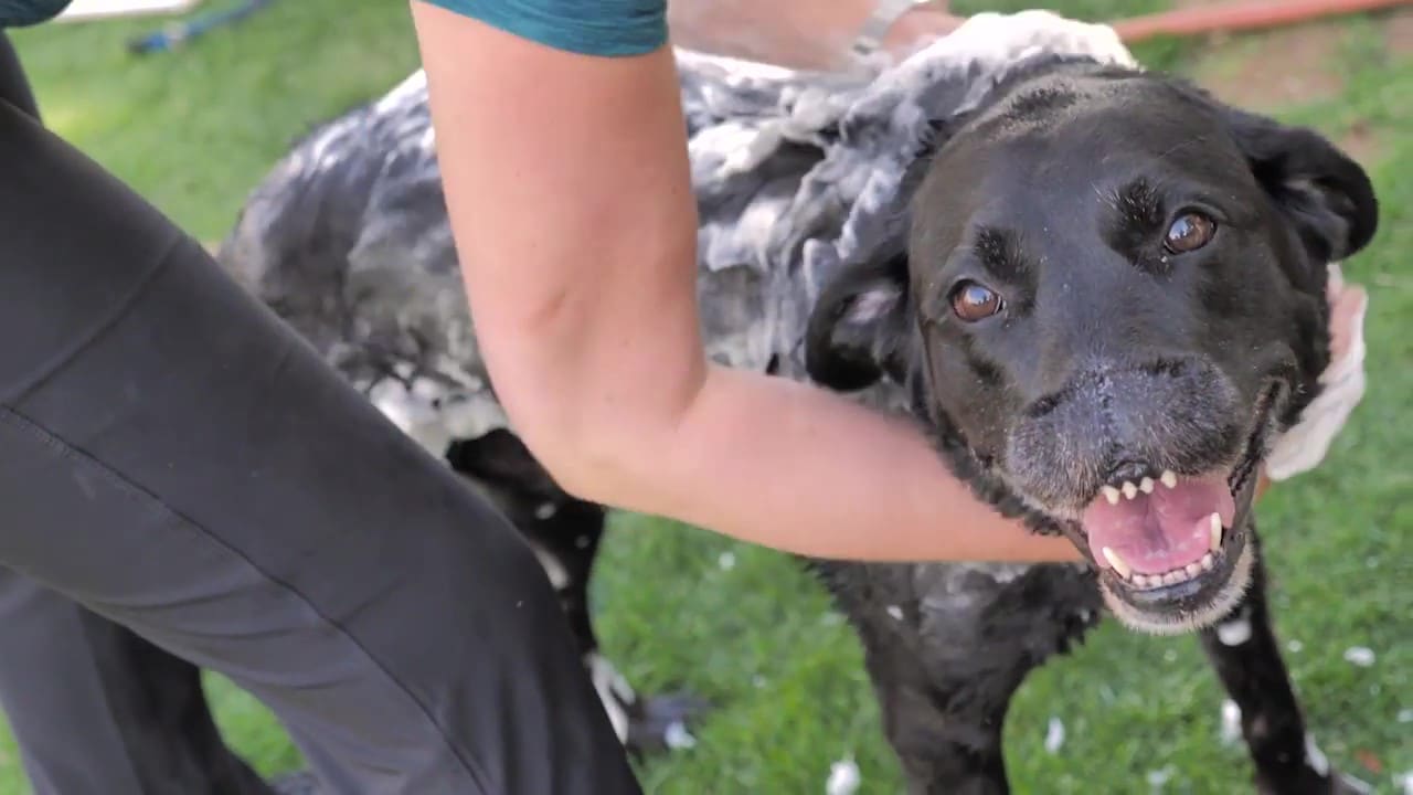 Lisa washing her dog.