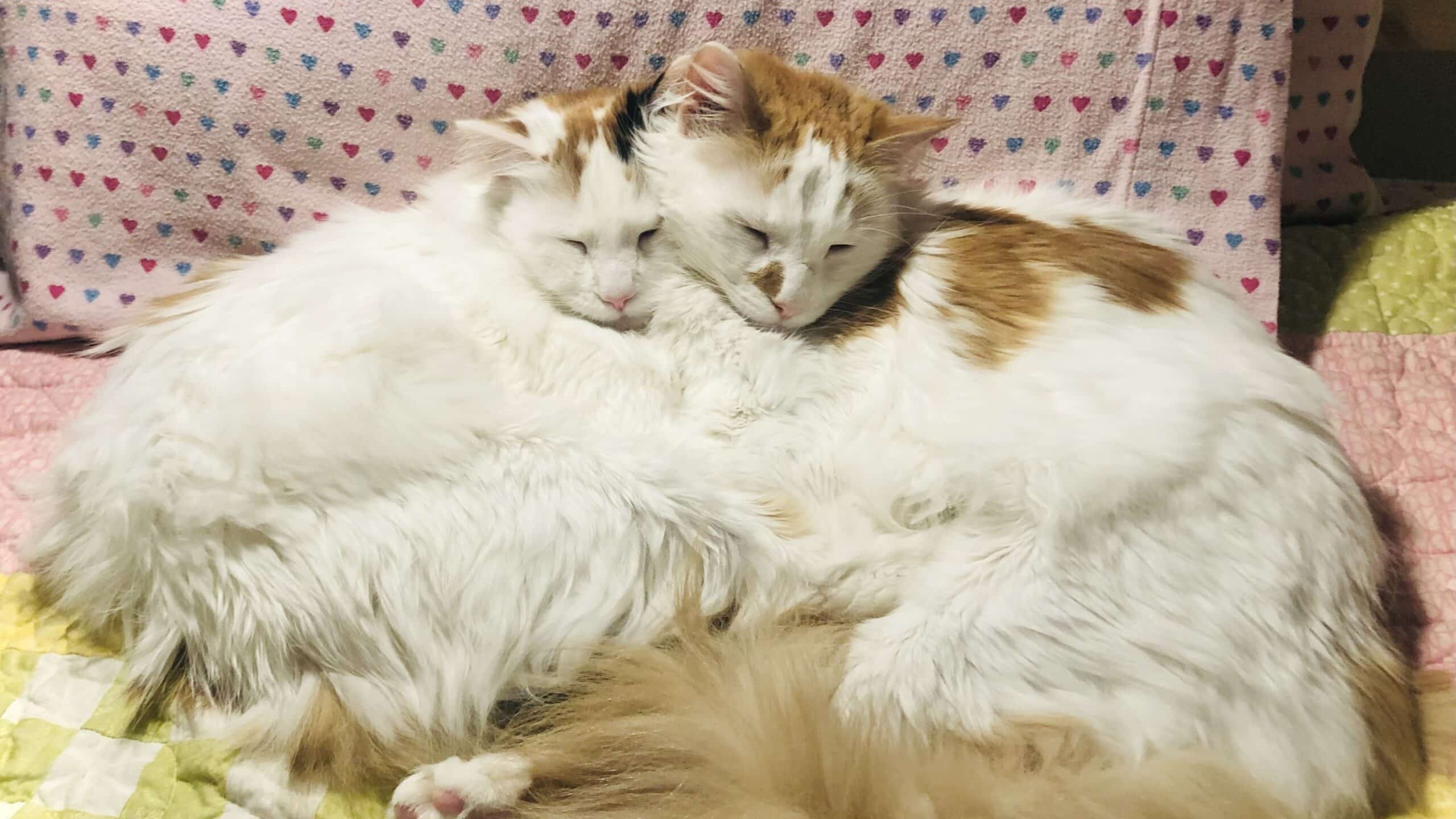 Lisa's two cats cuddling.