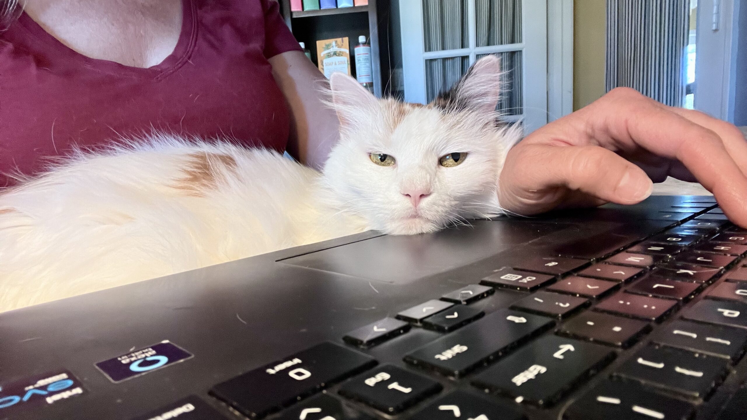 Lisa at her computer doing work with her cat on her lap.