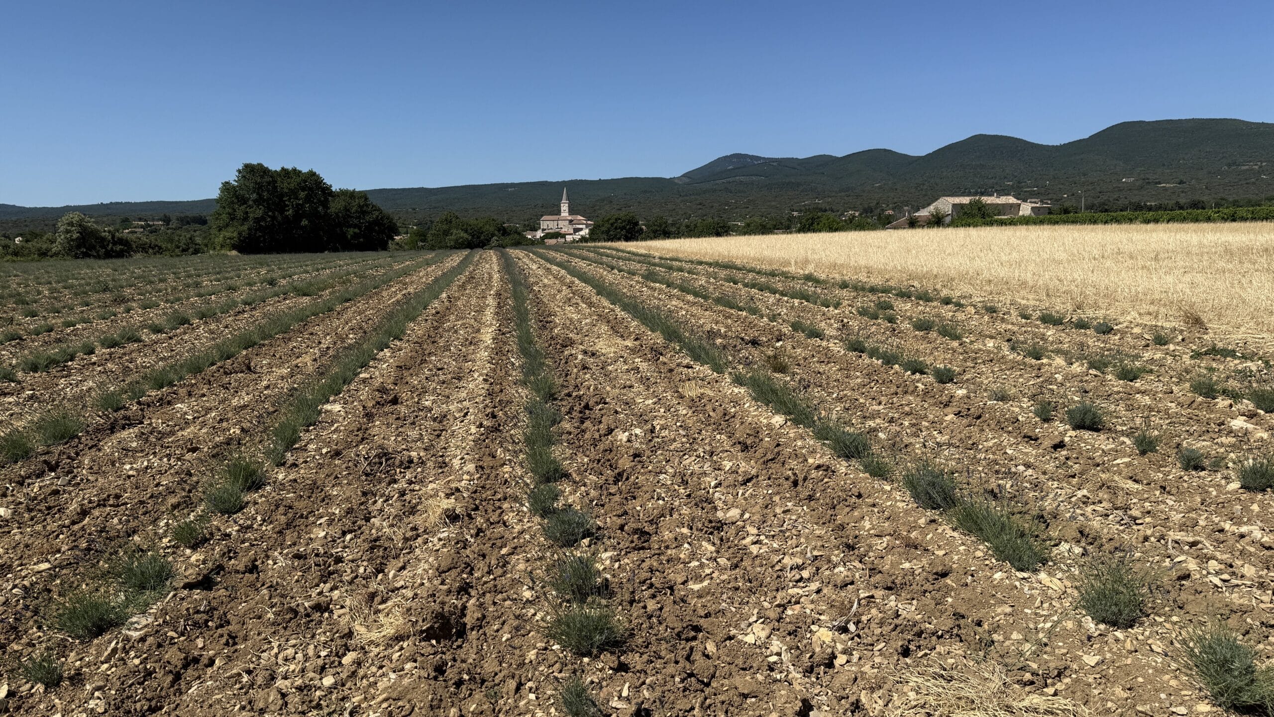 Rocky lavender fields