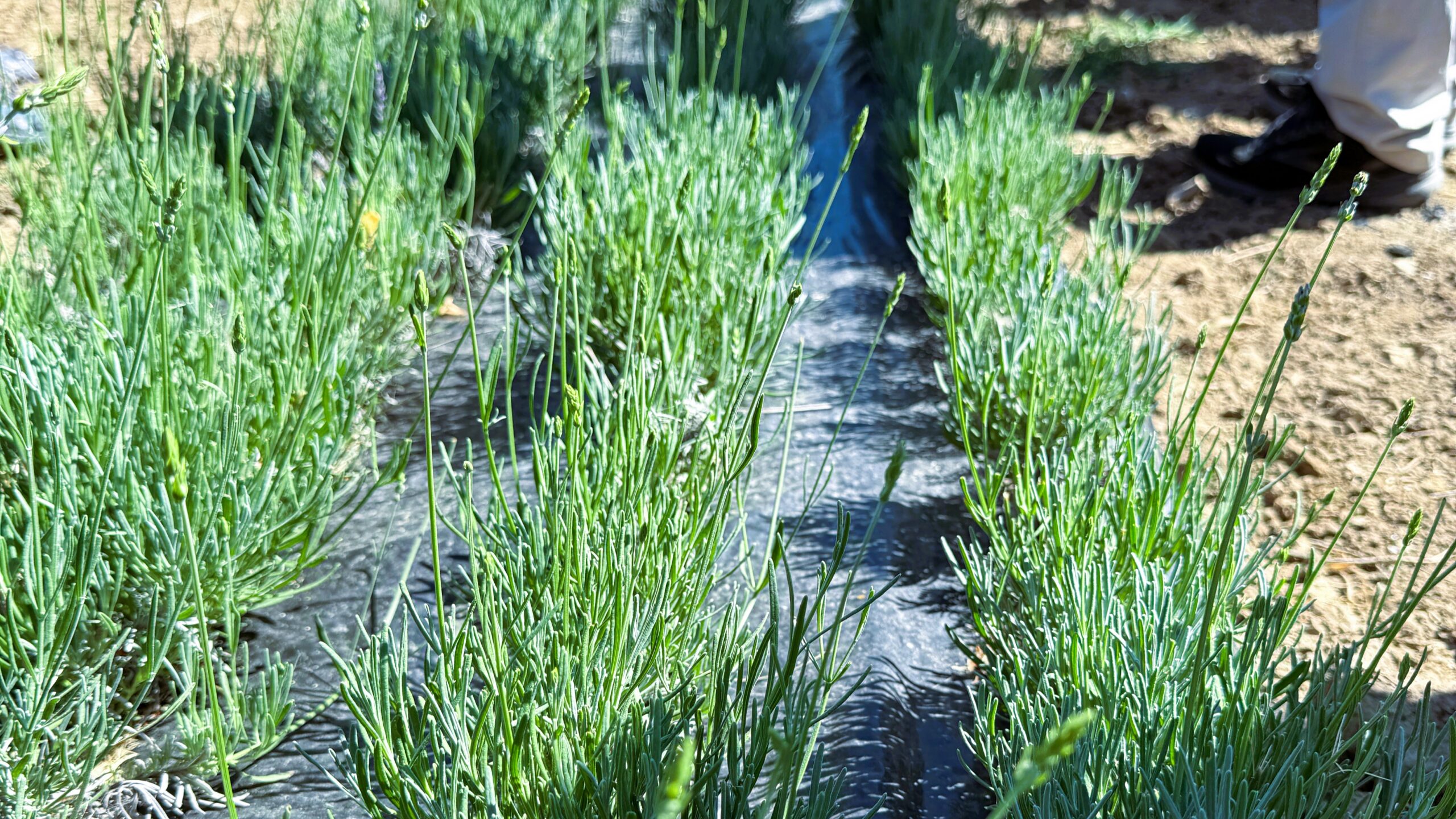 Farmer Bastien Long has rooted thousands of cuttings of lavandin in his nursery in preparation for field planting.