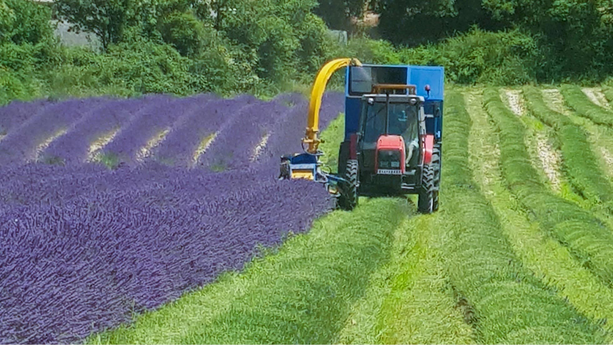 Espieur harvester in the lavender fields.