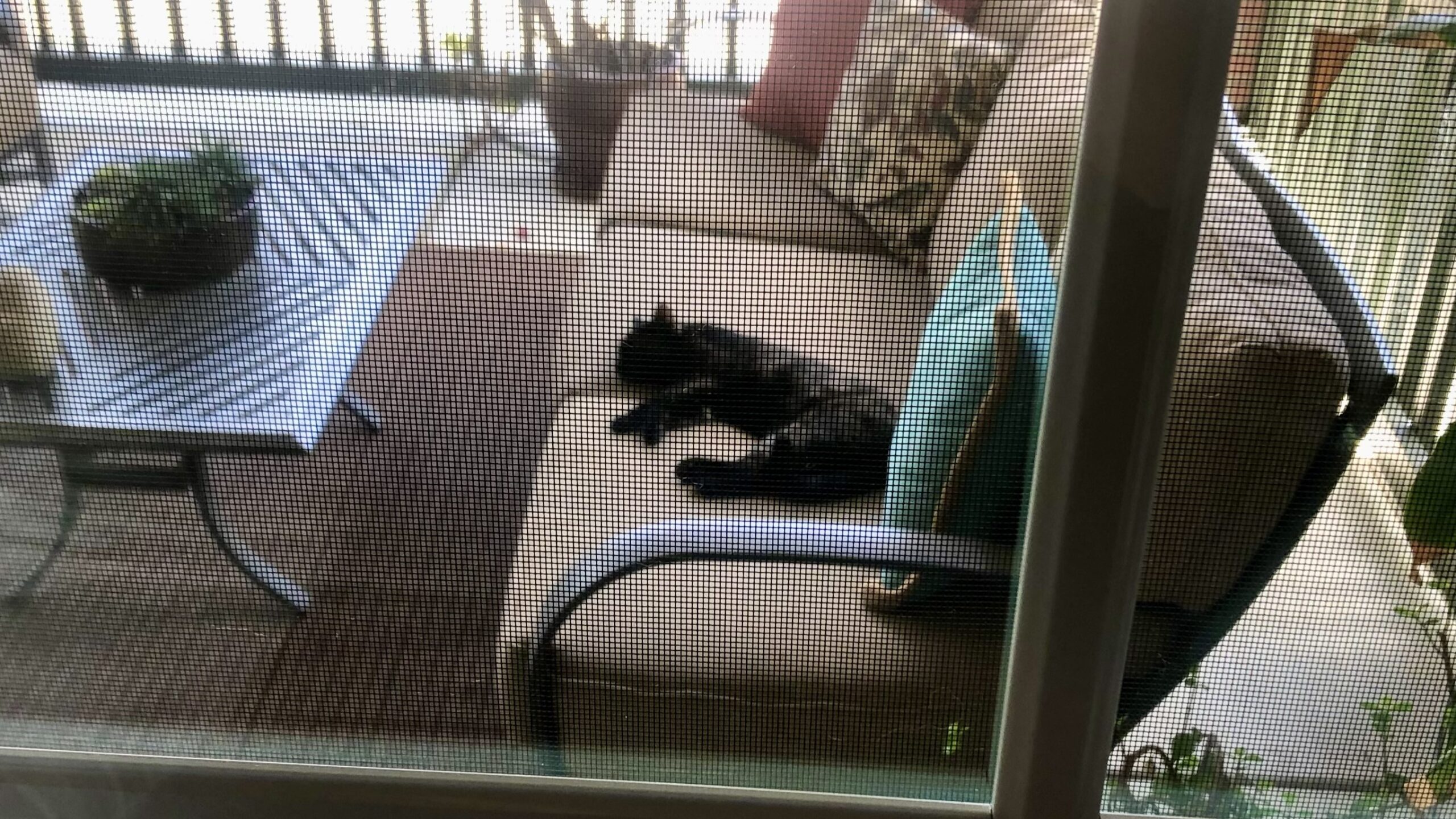 Lisa's cat laying on couch outside.