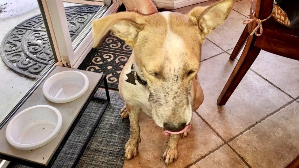 Lisa's dog covered in mud.