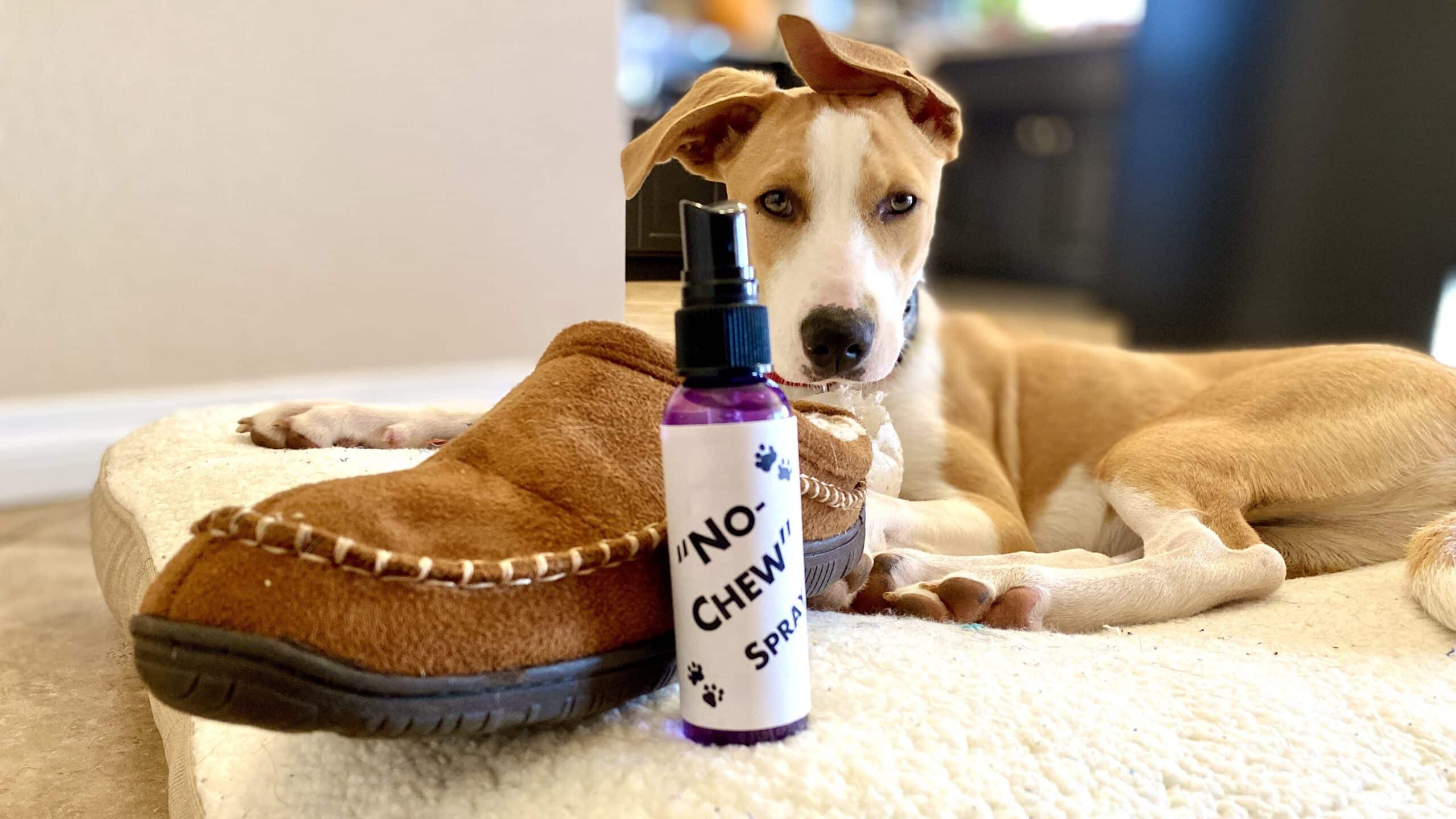 Dog with a shoe and Lisa's "no chew" spray