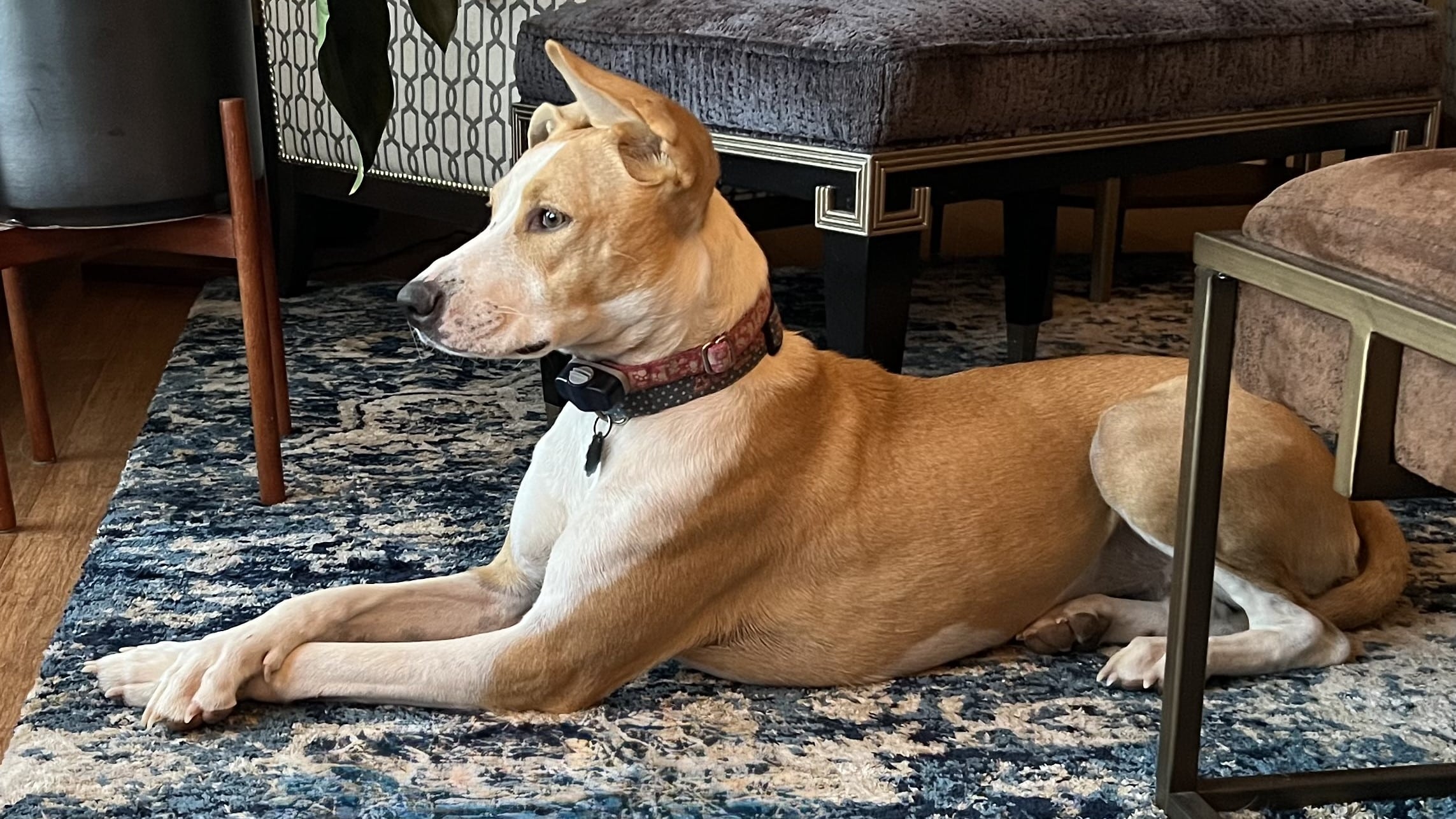 Lisa's dog Sadie laying on the carpet.