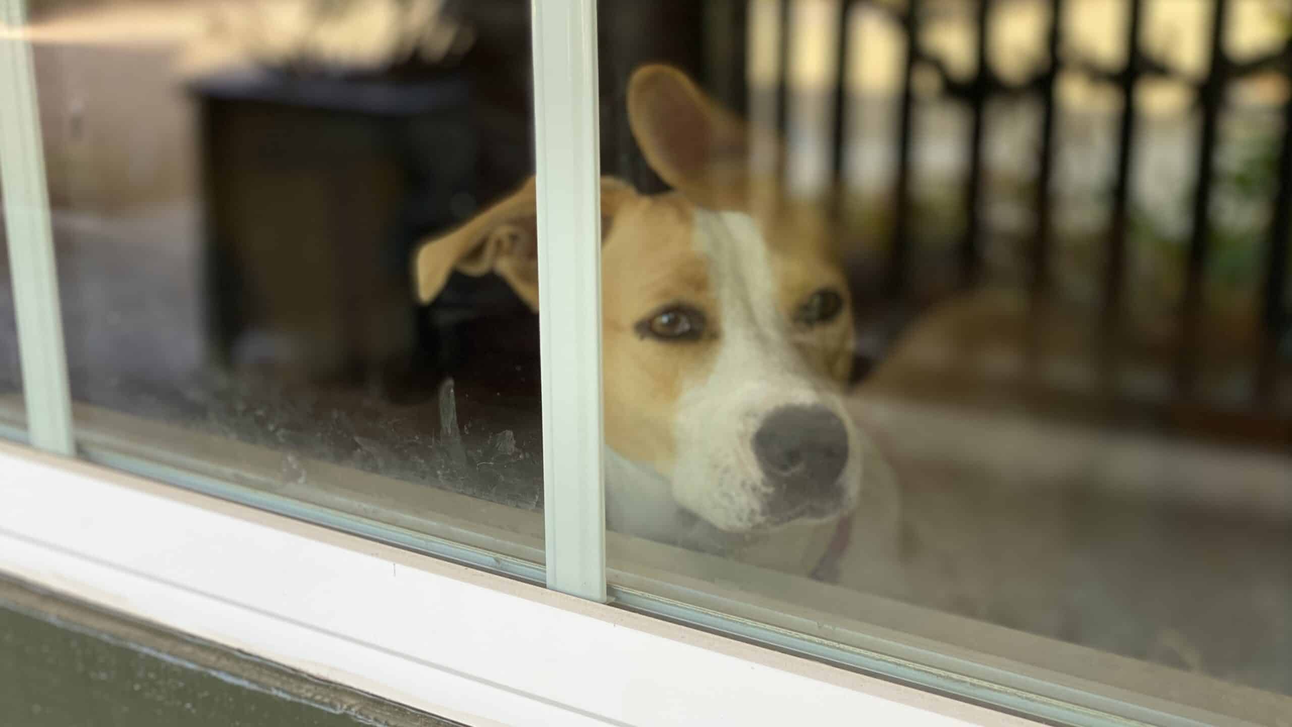Lisa's dog looking out window and leaving nose prints on glass.