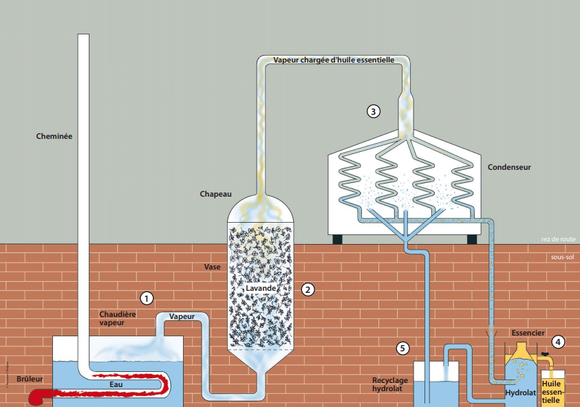 Chart of how the steam distilling process works.