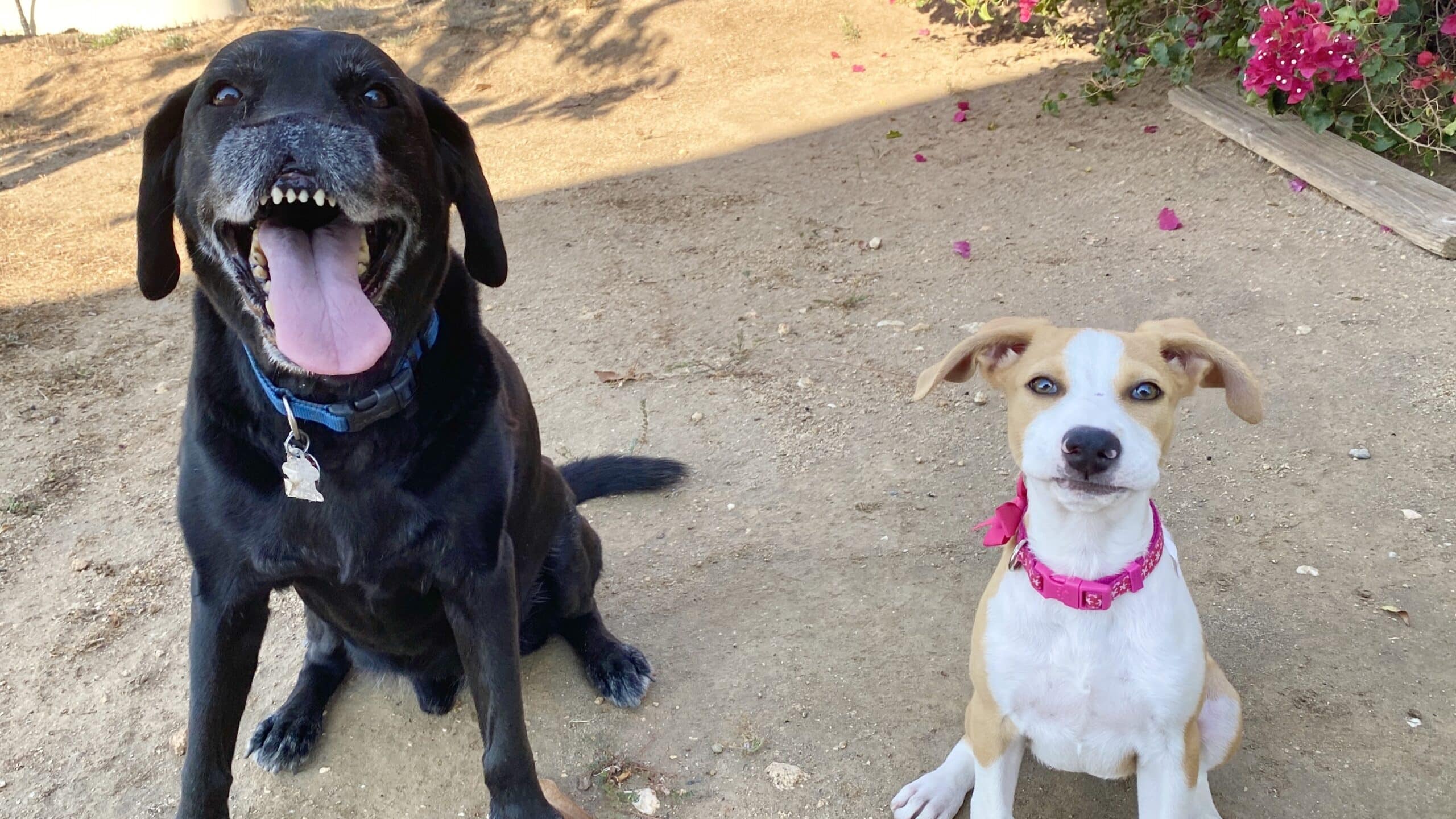 Two of Lisa's dogs smiling at the camera.